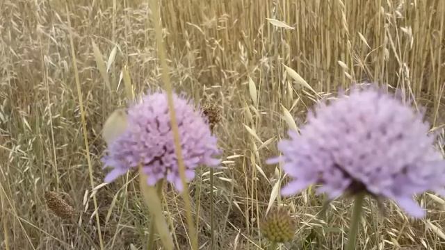 Vedovina selvatica (Scabiosa knautia arvensis) medicinal plant смотреть онлайн
