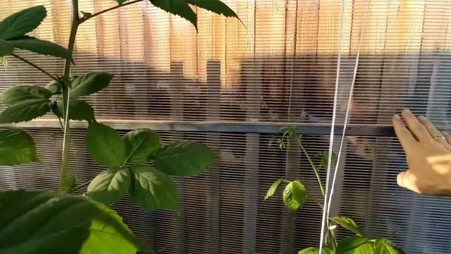 ВЫРАЩИВАНИЕ ЕЖЕВИКИ В СИБИРИ// ТЕПЛИЦА ДЛЯ ЕЖЕВИКИ смотреть онлайн