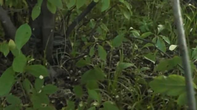 Жень-шень посаженный в домашних условиях! смотреть онлайн