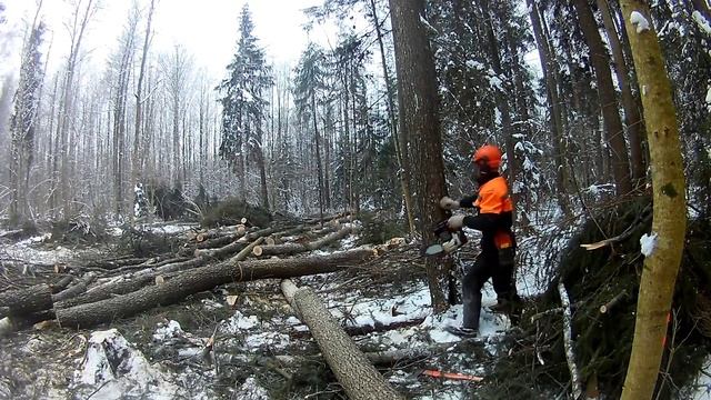 Валка дерева без клинов // Stihl MS361