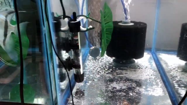 Рыборазводня в гараже, часть 11: мальки гурами, скалярии, раки, семена из Китая смотреть онлайн