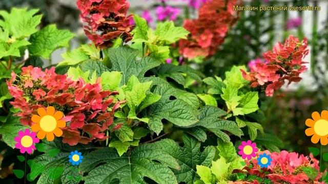 Гортензия дуболистная Аметист. Краткий обзор, описание характеристик hydrangea quercifolia Amethyst