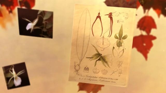 Ангрекум Эйхлера - декоративно цветущие растения (Angraecum eichlerianum) смотреть онлайн