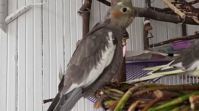 225)МОИ ПОПУГАИ: И ОРХИДЕЯ,И ПТИЧКИ ШАЛУНЫ!!! смотреть онлайн