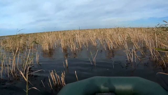 Ловля трофейного карася. Чем сильней ветер, тем крупней карась. смотреть онлайн