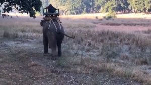 Тигр в Деле! Тигр Против Крокодила, Медведя, Льва и Слона