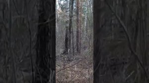 охота на лося с подхода западносибирской лайки