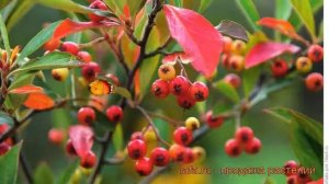 Арония обыкновенная (aronia) ? обыкновенная арония обзор: как сажать, саженцы аронии