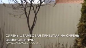 Сирень штамбовая. Формирование штамбовой сирени. Сирень обыкновенная. Ландволга