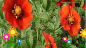 Лапчатка гибридная Вулкан. Краткий обзор, описание характеристик potentilla hybrid Vulcan