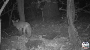 Семейная пара лис копают себе нору. Съёмка на фотоловушку в лесу