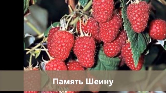 Обзор лучших сортов малины