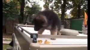 Щенки немецкой овчарки
