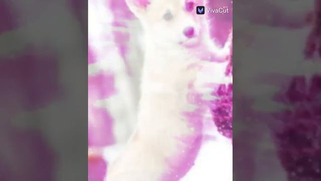 ""Манчкин и Корги"" сосиски в тесте 😊 смотреть онлайн