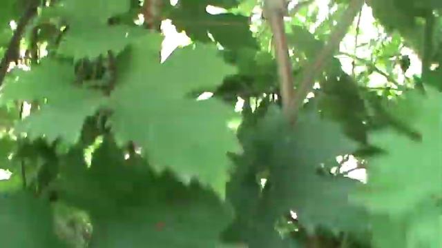 ГФ ВИНОГРАДА( АЛЕХАНДРО)БУРДАК А В смотреть онлайн