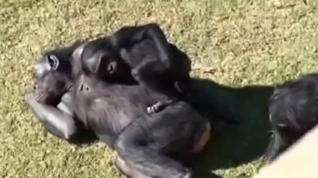 The Human Bonobo Project - segment