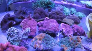 ЛПС Кораллы LPS (Актинический Свет)