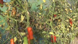 ТОМАТ ЖЕНСКОЕ СЧАСТЬЕ