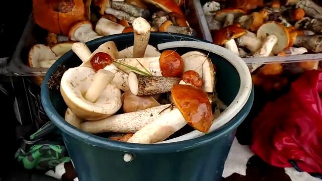 Обабки-2020-1 смотреть онлайн