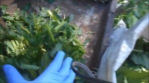 Как измельчить траву при помощи пилы и кухонного комбайна - даже толстые стебли!!!