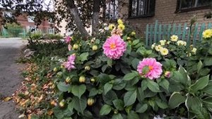 Цветочное ассорти.mp4