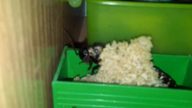 Мадагаскарский таракан точит: смотреть онлайн