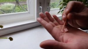 ВЕНЕРИНА МУХОЛОВКА  ЕСТ КОЛБАСУ