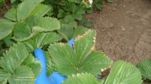 КАЛИЙНОЕ ГОЛОДАНИЕ  КЛУБНИКИ  СИМПТОМЫ  ПРИЧИНЫ    УСТРАНЕНИЕ ДЕФИЦИТА КАЛИЯ