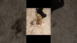 Щенки Мальтипу! Второй месяц жизни…