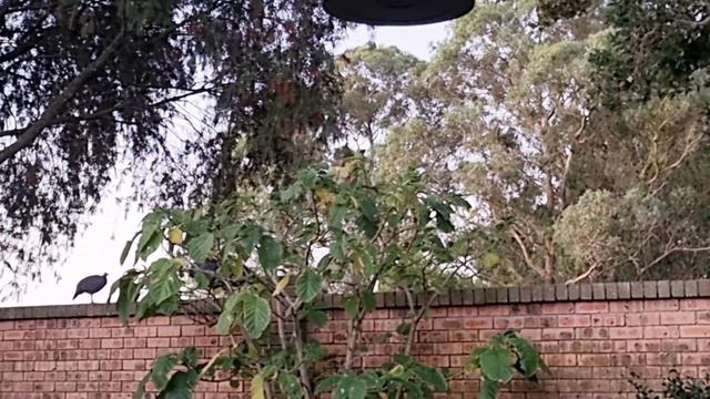 Guinea Fowl: The whole flock crammed into 2 trees for the night 😂 смотреть онлайн