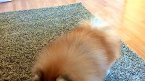 КОМАНДА СЛУЖИТЬ .ДРЕССИРОВКА ЩЕНКА.