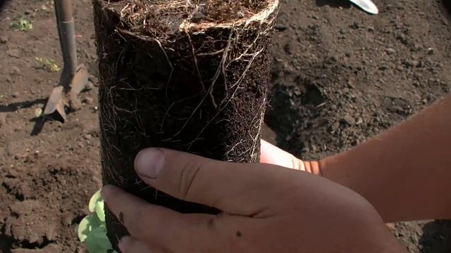 Усынин Розы и Сад. Посадка розы с золотым парашютом безопасности