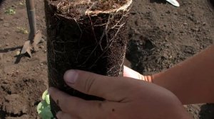 Усынин Розы и Сад. Посадка розы с золотым парашютом безопасности