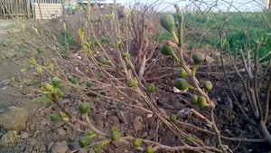 Сорт Кадота. Первый урожай инжира