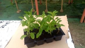 stevia 8 plantas