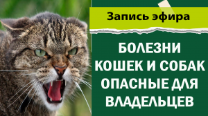 Болезни кошек и собак передающиеся человеку.