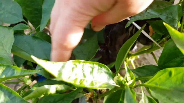 Перец сладкий Черная лакомка 12,07,23 смотреть онлайн