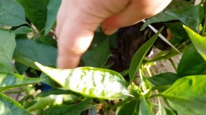 Перец сладкий Черная лакомка 12,07,23