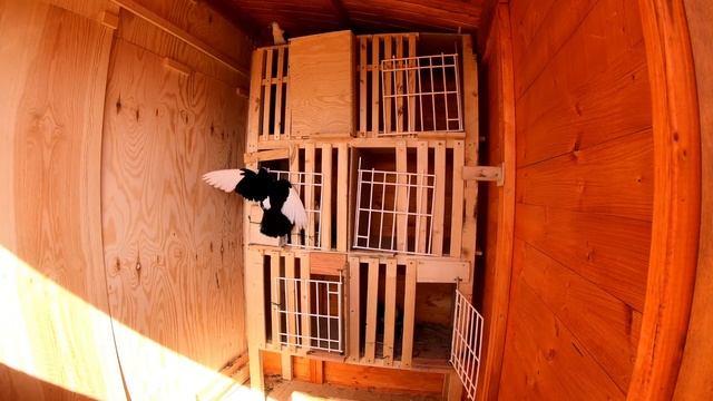 Pigeon fight when a new pair is added to the loft смотреть онлайн