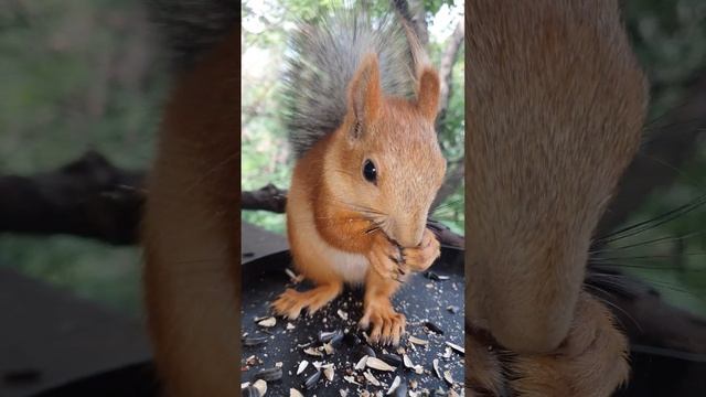Белка Огненный Дракон/ Fire Dragon Squirrel смотреть онлайн