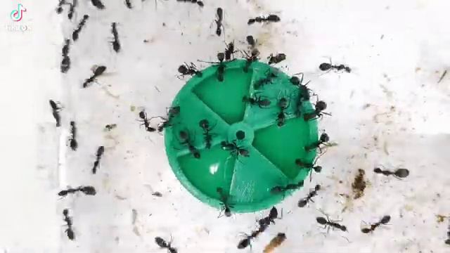 Тарелочка для сиропа муравьям Camponotus parius смотреть онлайн