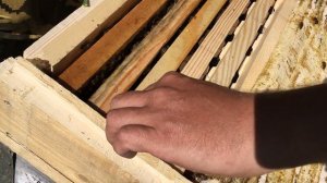 Пасека в лесу в мае. Вытряхиваем пчел из улья.