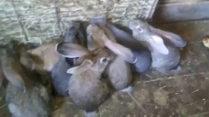 Кормушка с сеном для кроликов.