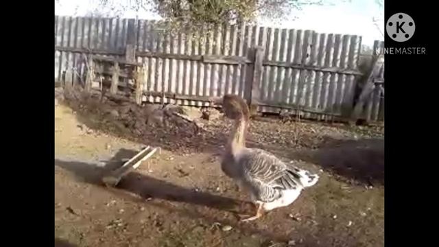 Холмогор балапандары.Холмогорские гусята возрост 4-6 мес