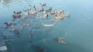 Форелевое хозяйство в селении Миатли (Дагестан - 2018)