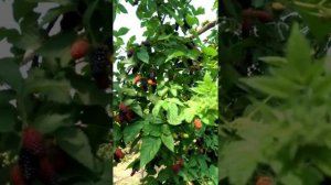 Ежевика Карака Блэк