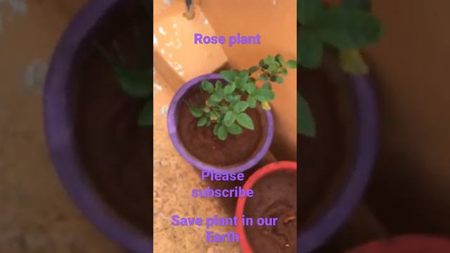 my rose plant  please subscribe