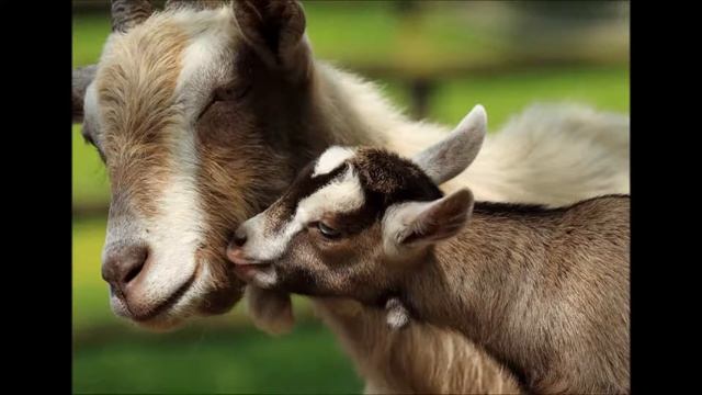 Коза Машка и козленок Федька смотреть онлайн