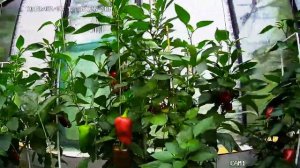 Перец на гидропонике.