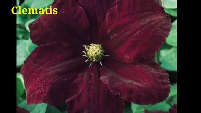 208 - Amazing 40 varieties of Burgundy Flowers смотреть онлайн